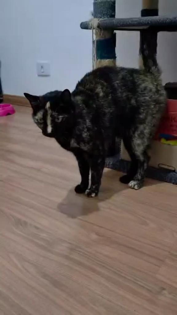 Preta, gata para adoção em Osasco - SP