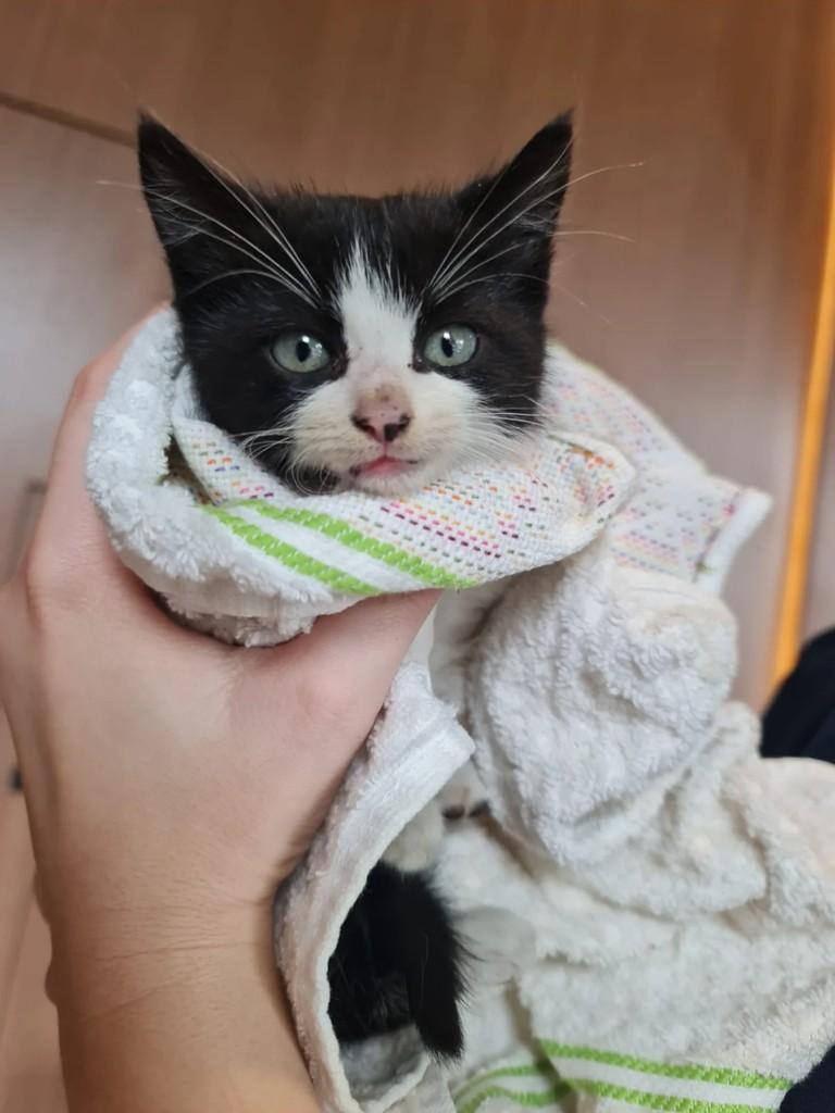 Akemi, gato de porte pequeno para adoção em Osasco - SP