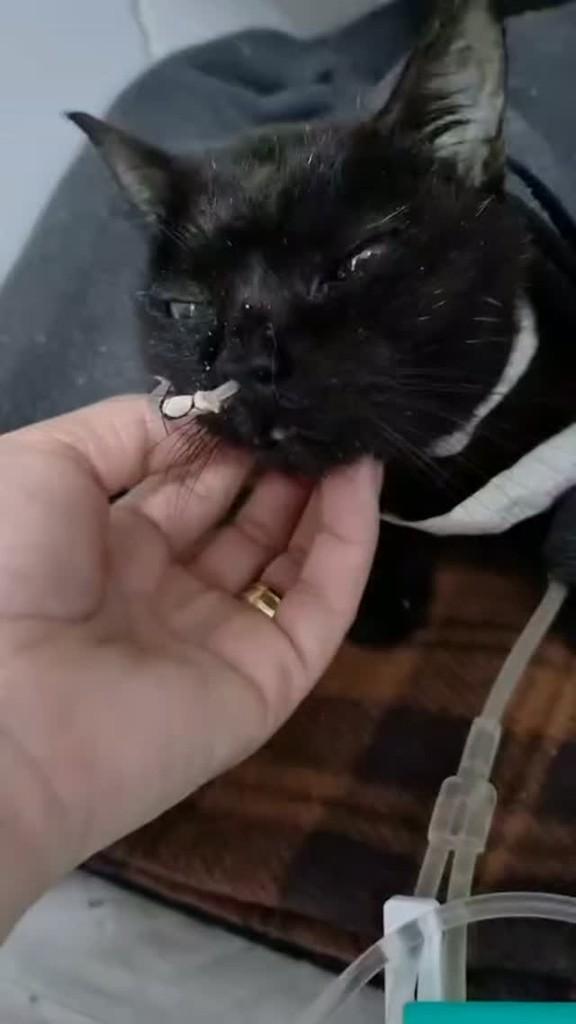 Jurema, gata de porte pequeno para adoção em Osasco - SP