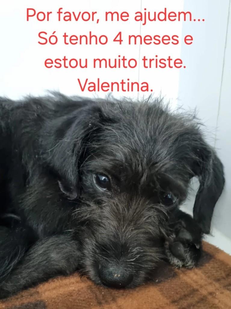 Valentina, cachorro de porte pequeno para adoção em Osasco - SP