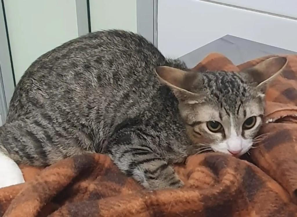 Simba, gato de porte pequeno para adoção em Osasco - SP