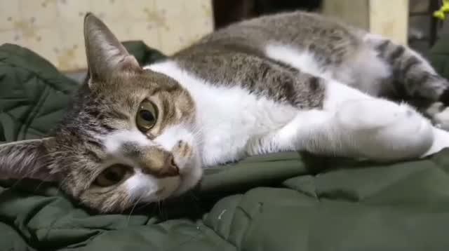Suria, gata de porte pequeno para adoção em Osasco - SP