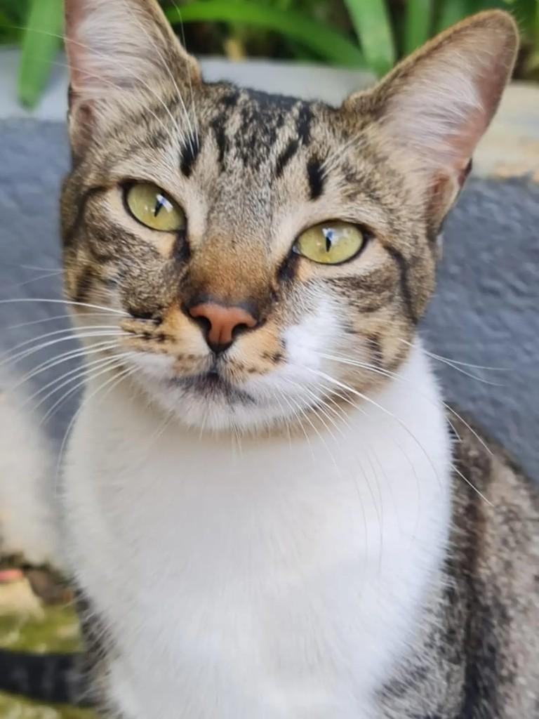 Larinha, gata de porte pequeno para adoção em Osasco - SP
