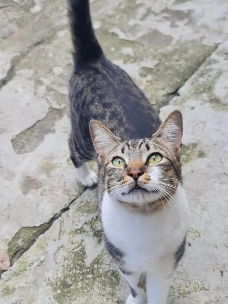 Larinha, gata de porte pequeno para adoção em Osasco - SP — foto 2 de 2