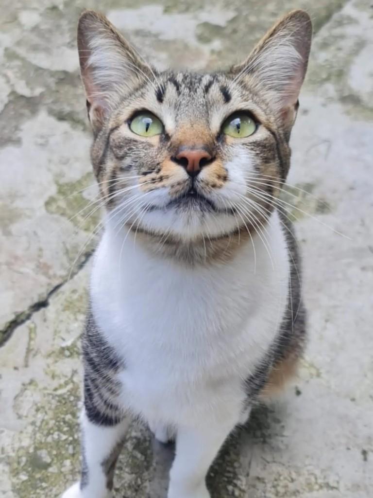 Pinóquio, gato de porte pequeno para adoção em Osasco - SP