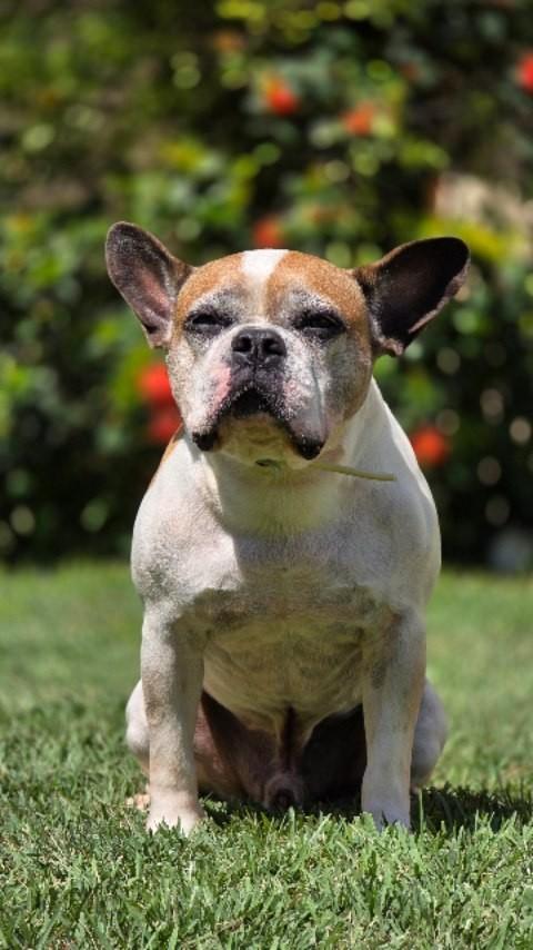 Koiji, cachorro de porte médio para adoção em Rio de Janeiro - RJ