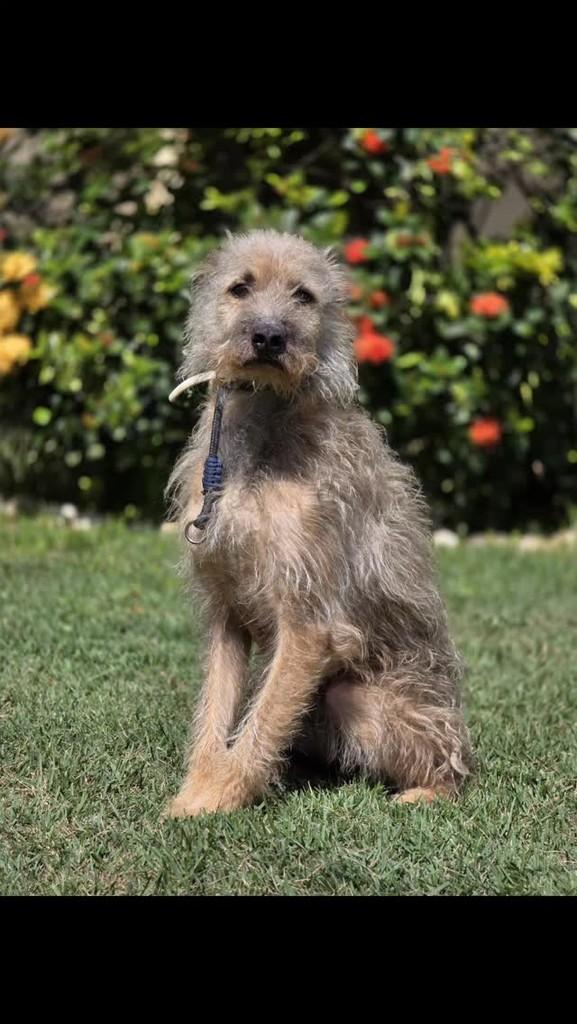 Bebezão, cachorro de porte médio para adoção em Rio de Janeiro - RJ