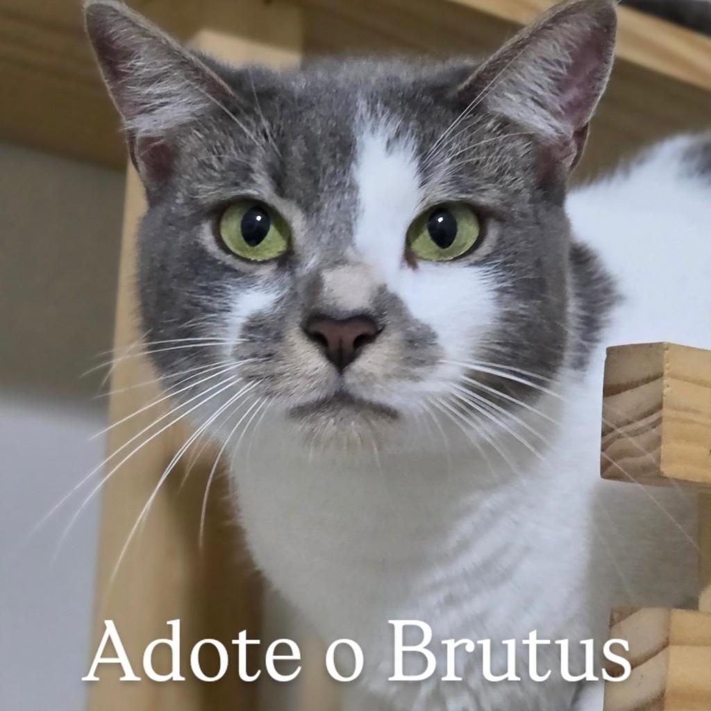 Esse Lindo, gato de porte médio para adoção em Rio de Janeiro - RJ