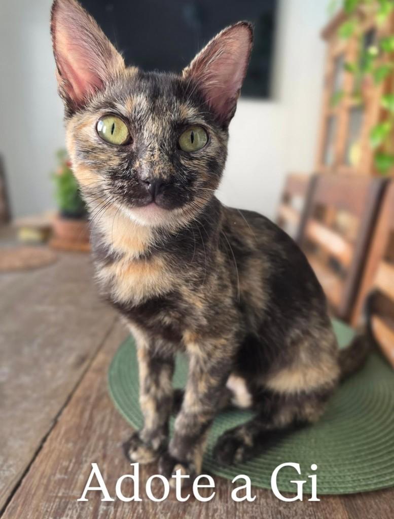 Linda, gata de porte pequeno para adoção em Rio de Janeiro - RJ