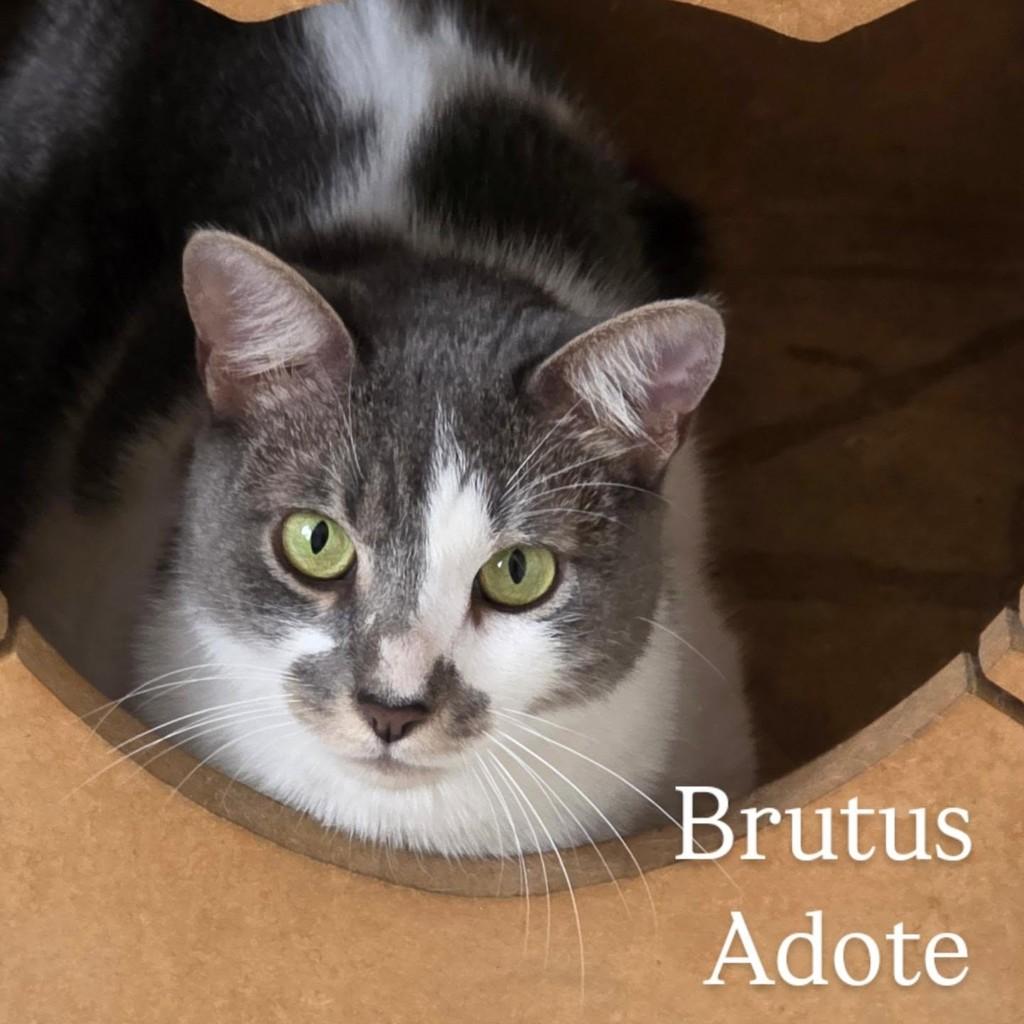Brutus, gato de porte médio para adoção em Rio de Janeiro - RJ