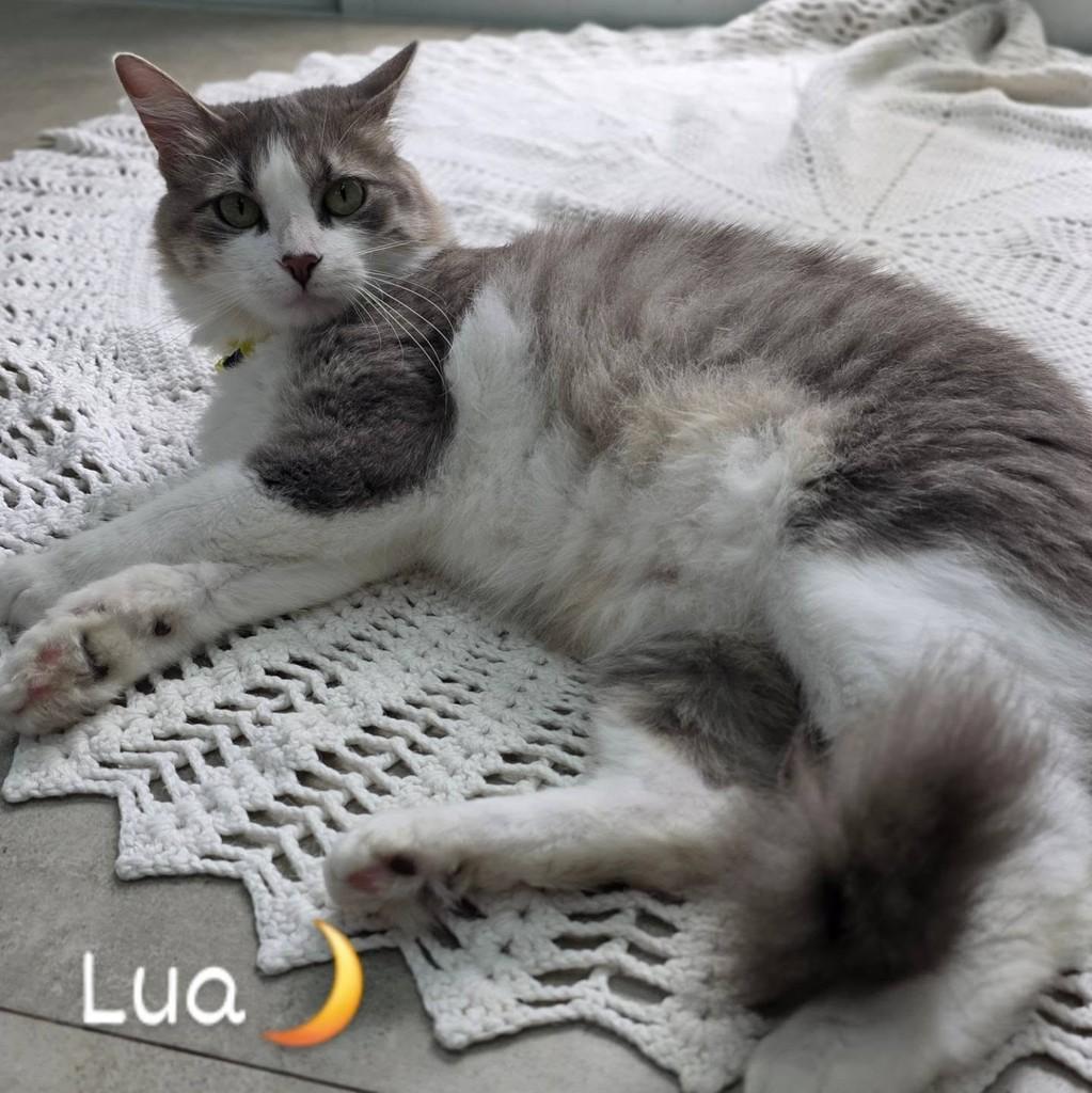 Lua, gata de porte médio para adoção no Rio de Janeiro - RJ