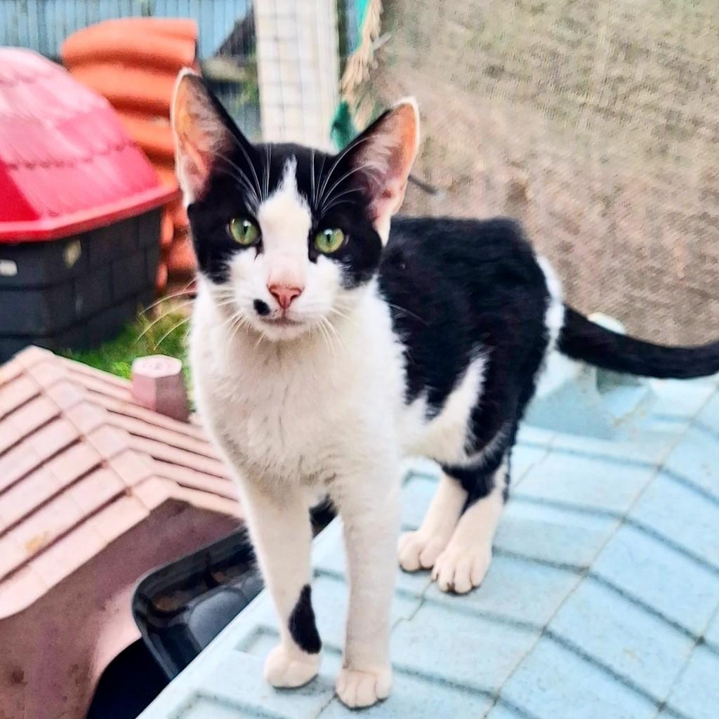 Lindíssimo, gato de porte pequeno para adoção em Torres - RS