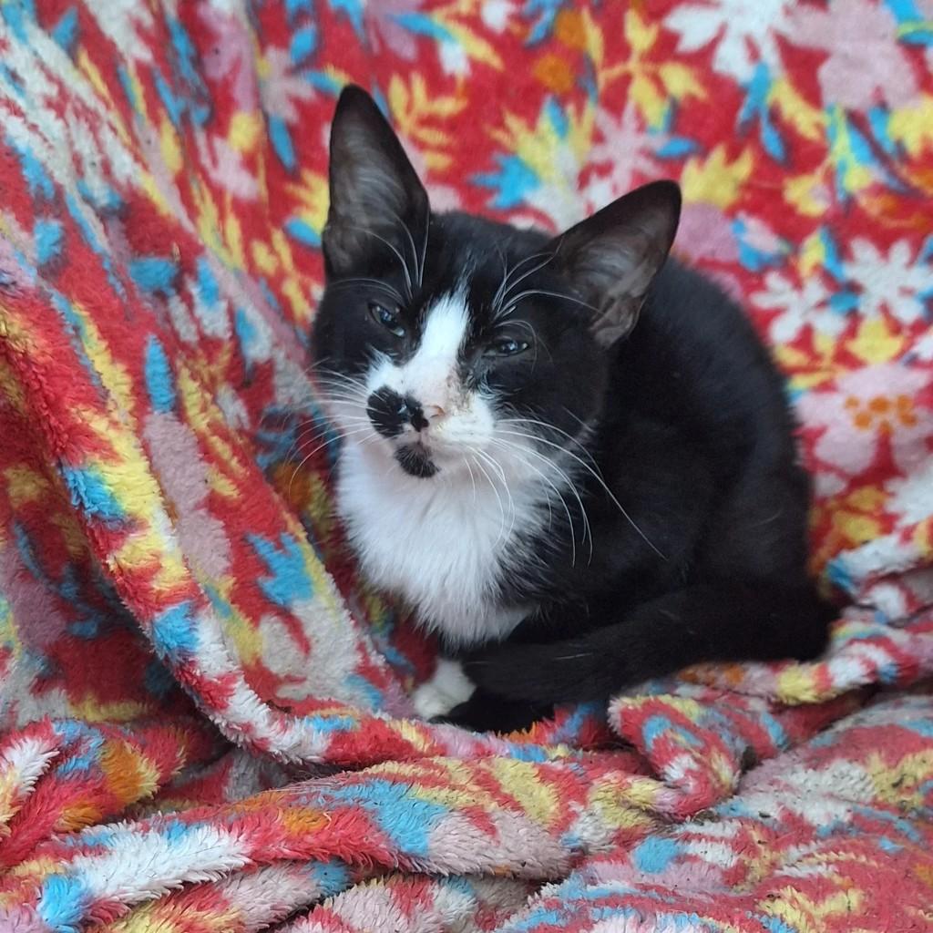 Frajola, gata de porte pequeno para adoção em Torres - RS