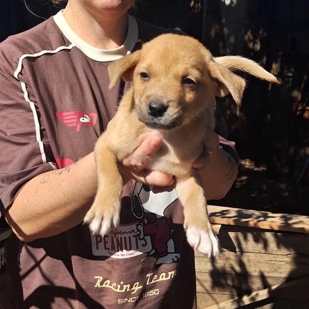 Caramelo, cachorro de porte pequeno para adoção em Torres - RS