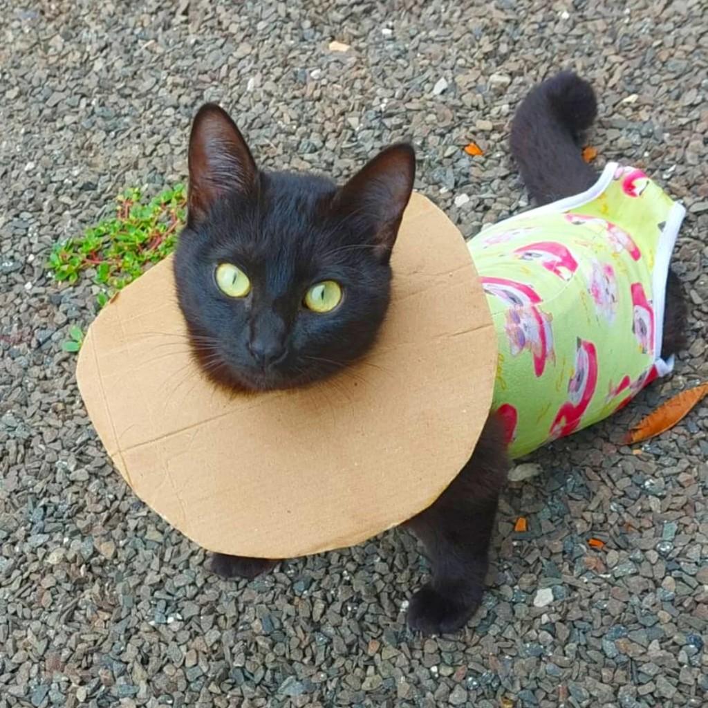 Linda, gata de porte pequeno para adoção em Torres - RS