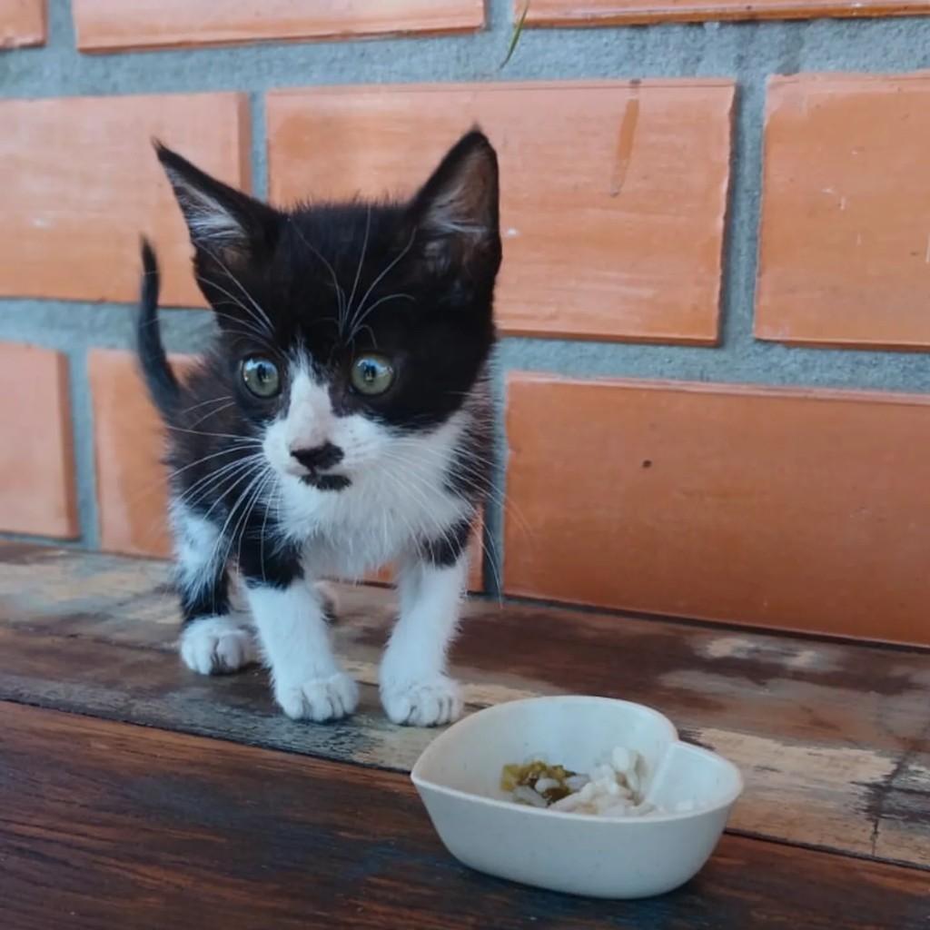 Frajolinha, gato de porte pequeno para adoção em Torres - RS