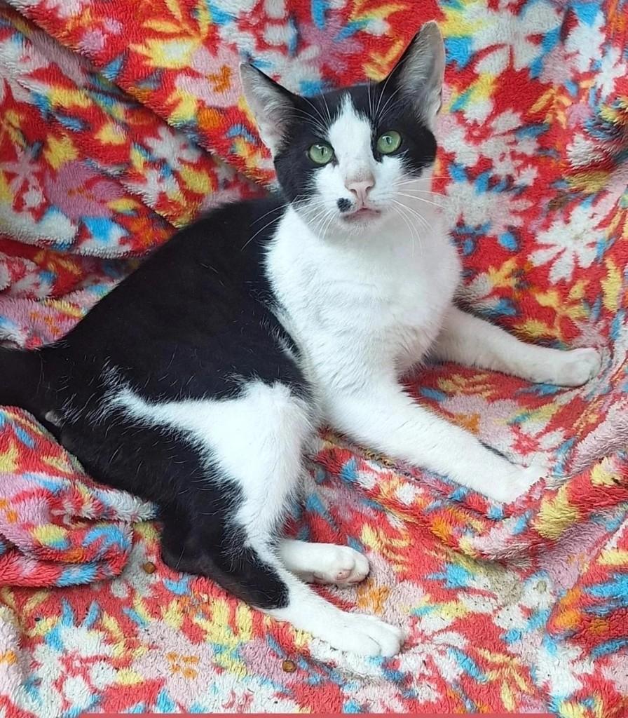 Lindo gato, gato de porte médio para adoção em Torres - RS