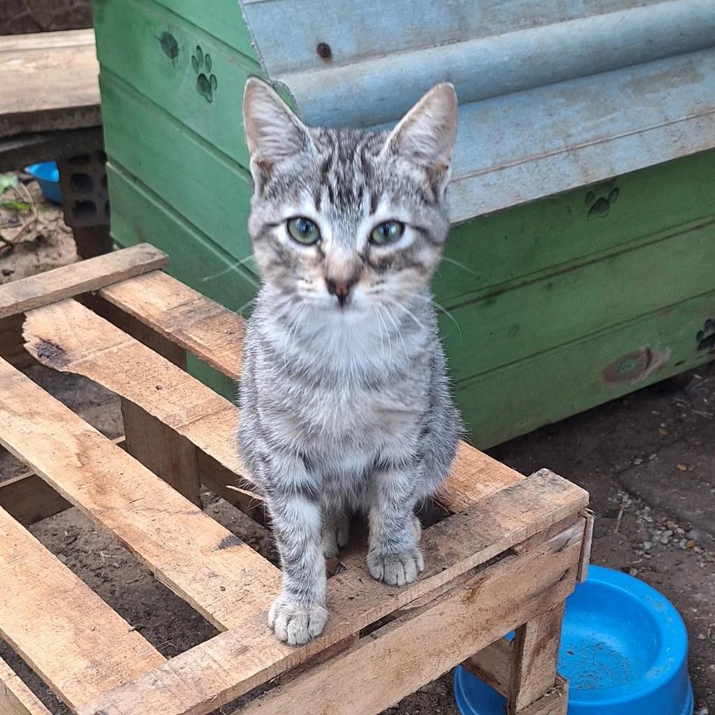 Tigrinho, gato de porte pequeno para adoção em Torres - RS