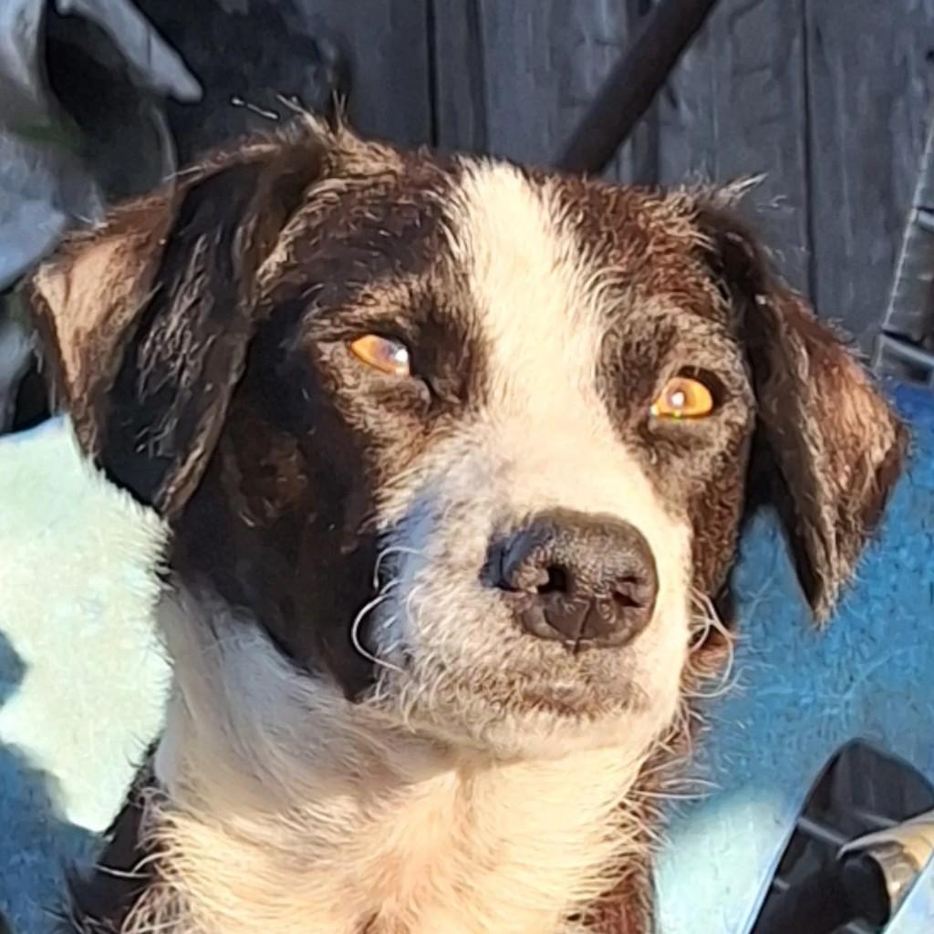 Linda, cadela de porte pequeno para adoção em Torres - RS