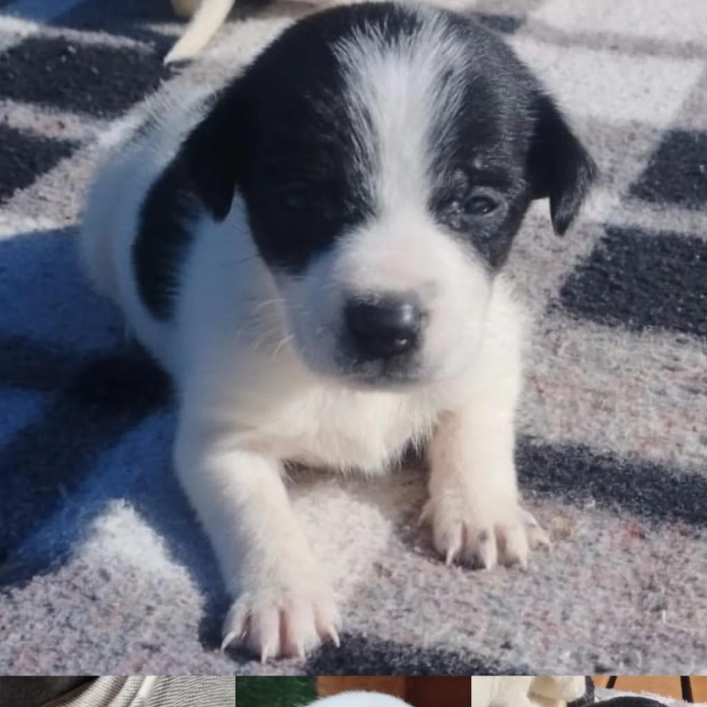Marlon, cachorro de porte pequeno para adoção em Torres - RS