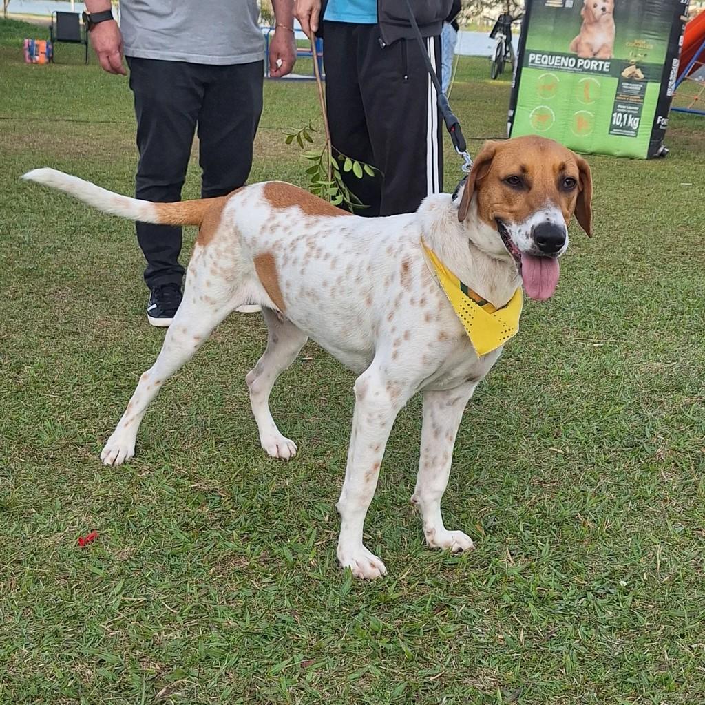 Lindíssimo, cachorro de porte grande para adoção em Torres - RS