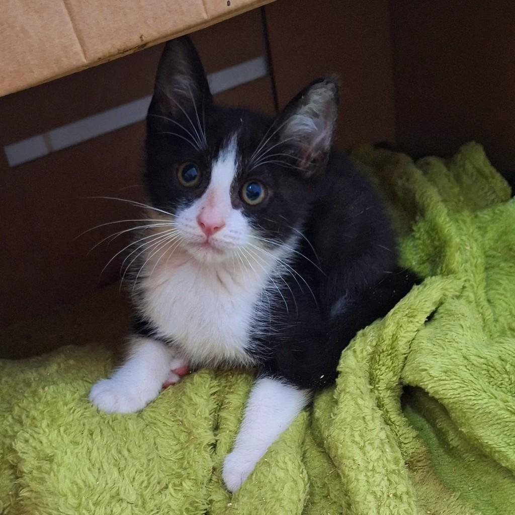Lindíssimo frajolinha, gato de porte pequeno para adoção em Torres - RS