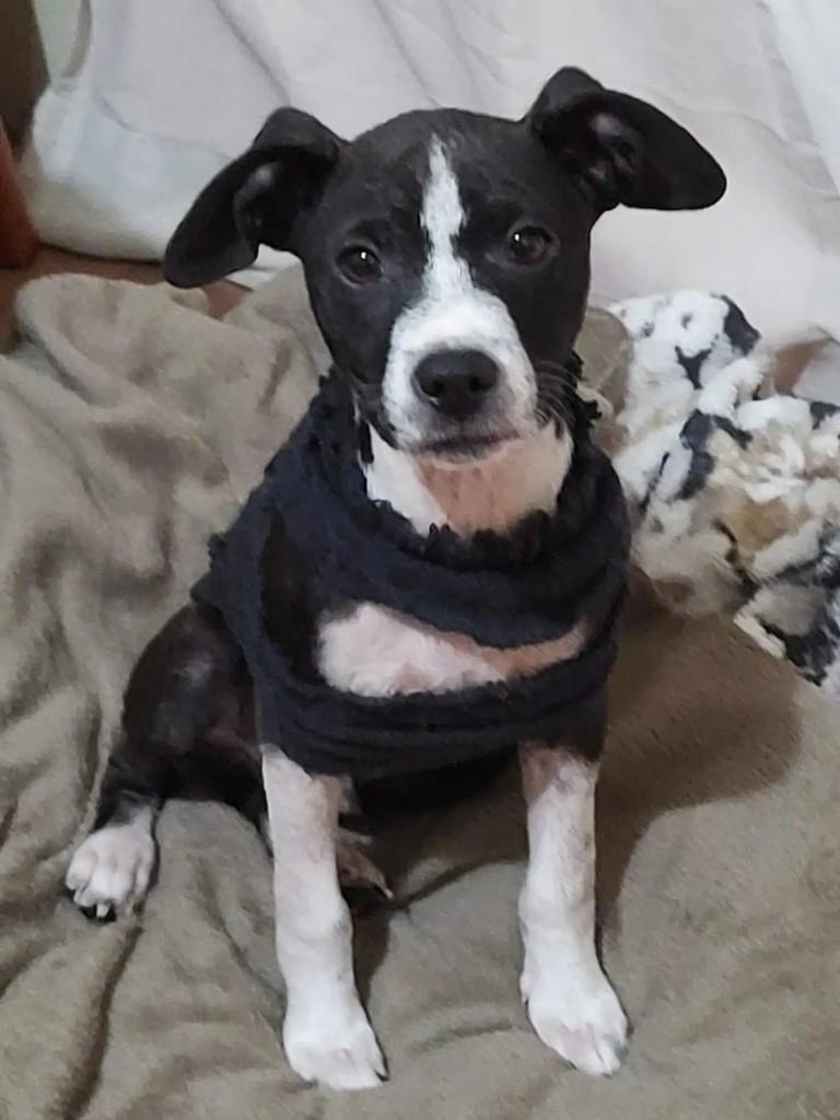 Bentinho, cachorro de porte pequeno para adoção em Torres - RS