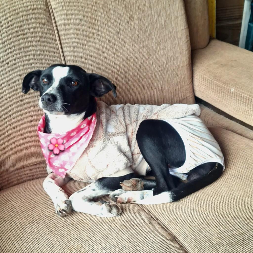 Cachorra, cadela de porte pequeno para adoção em Torres - RS