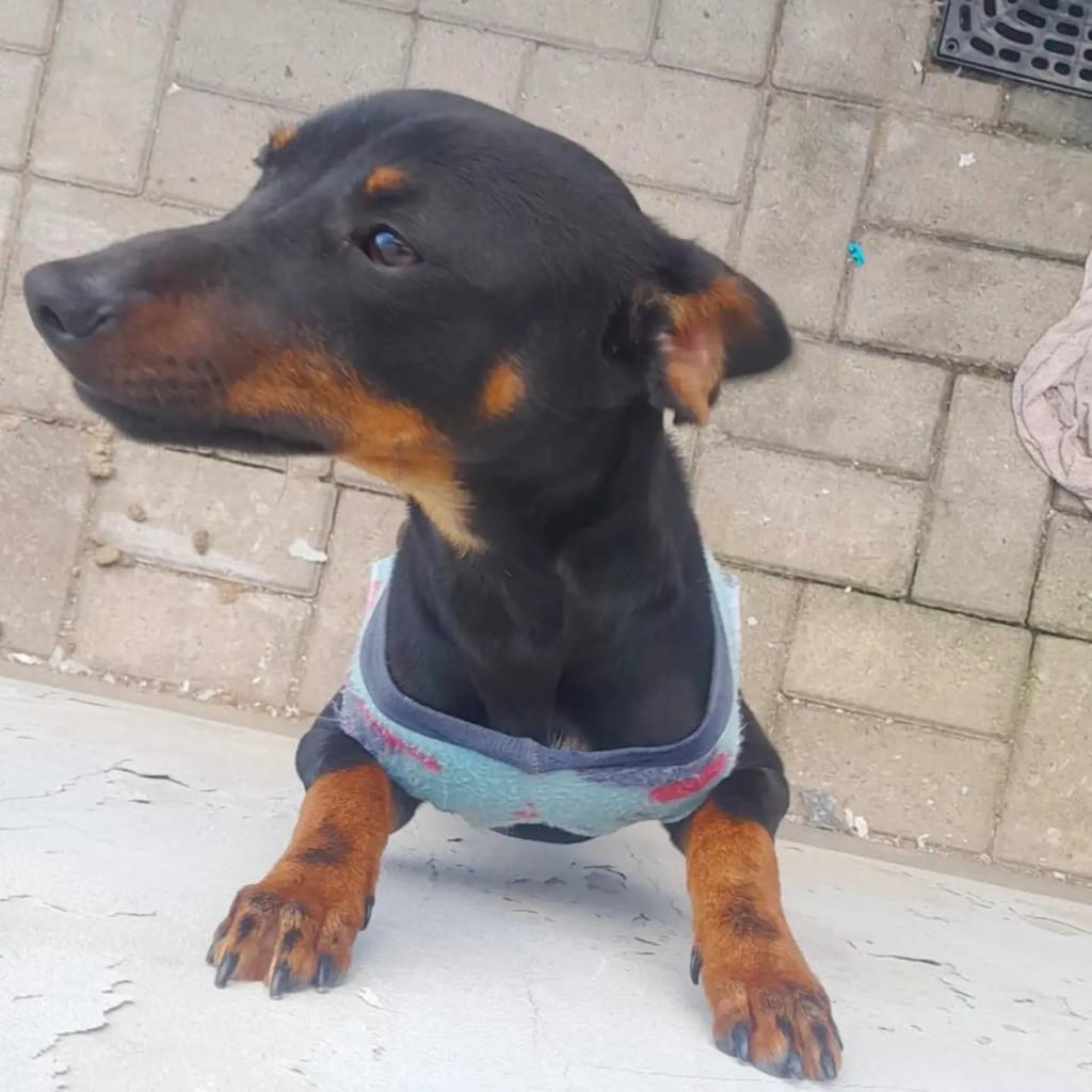 Jhonni, cachorro de porte médio para adoção em Torres - RS