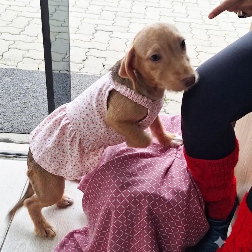 Cachorrinha, cadela de porte pequeno para adoção em Torres - RS