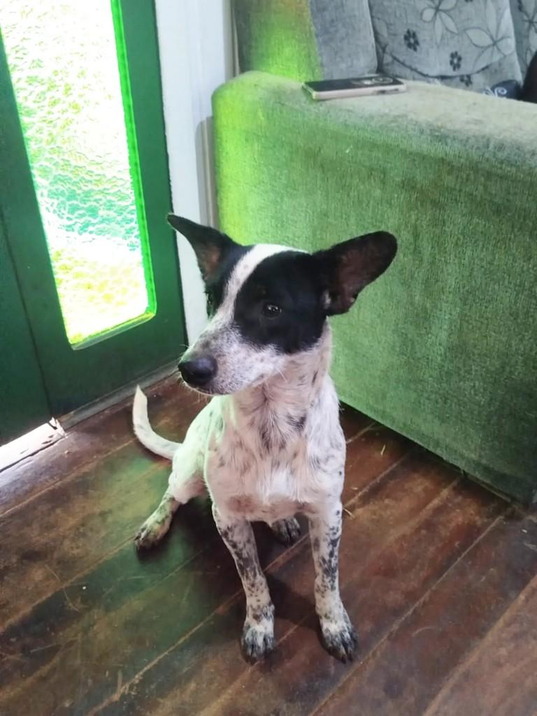 Maurício, cachorro de porte pequeno para adoção em Porto Alegre - RS