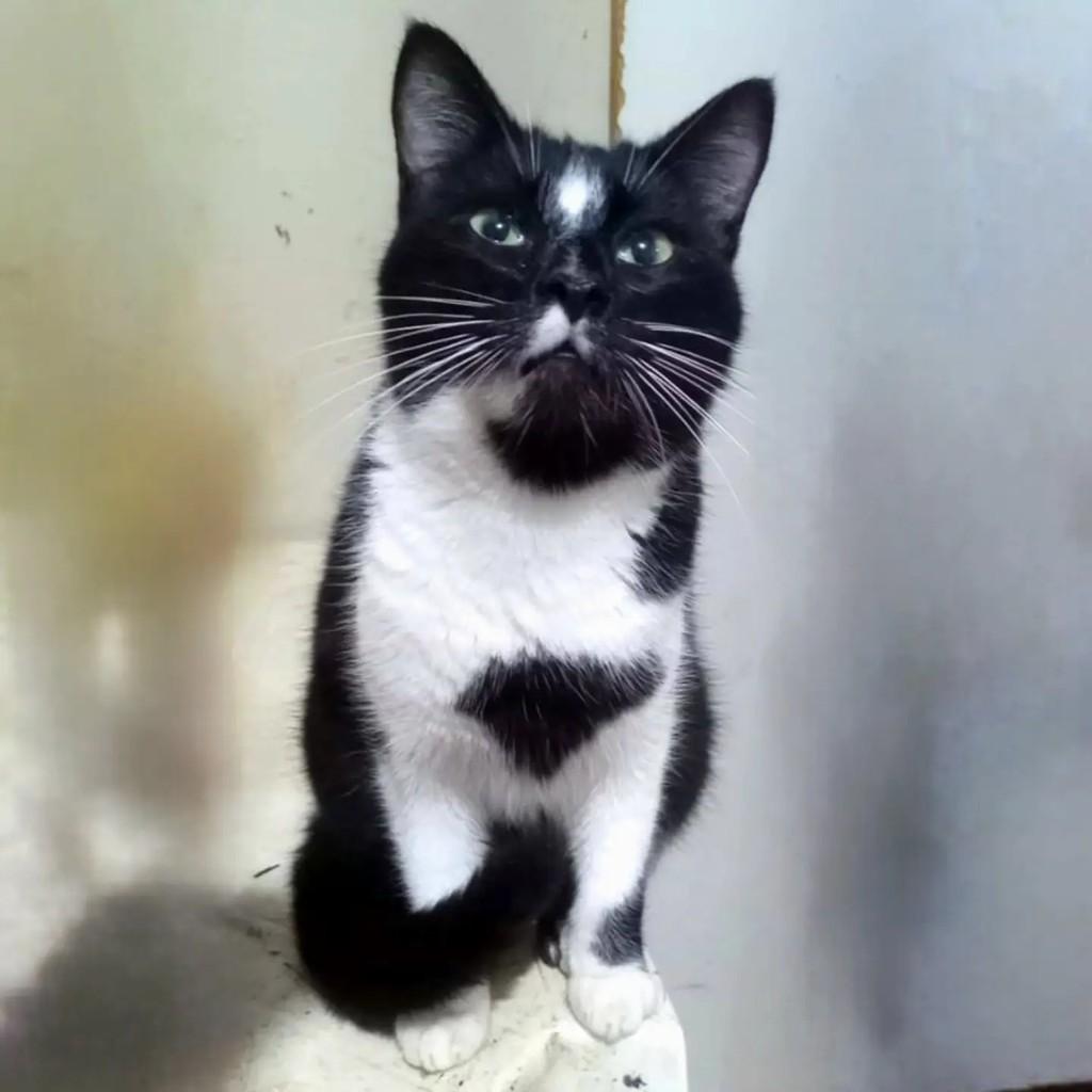 Laura, gata de porte pequeno para adoção em Torres - RS