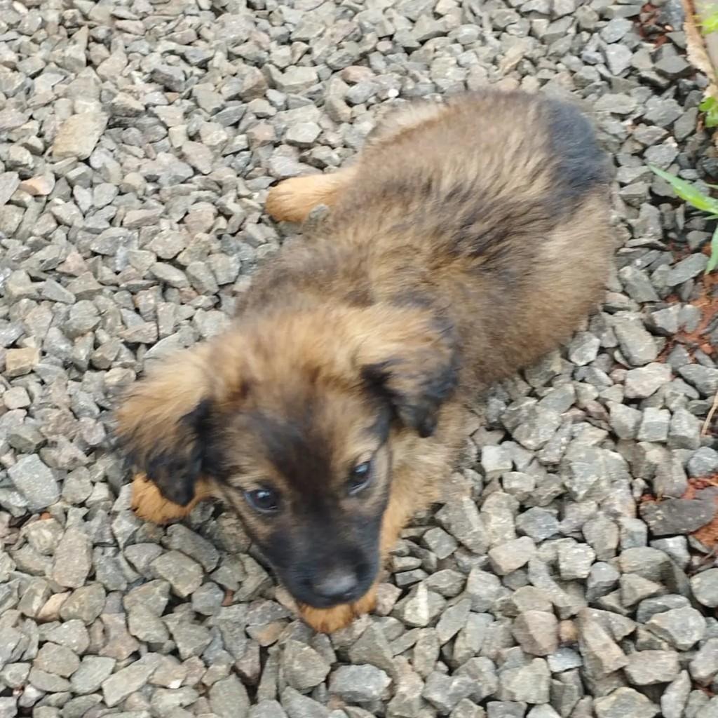 Mari São Jorge, cachorro de porte pequeno para adoção em Mari - PB