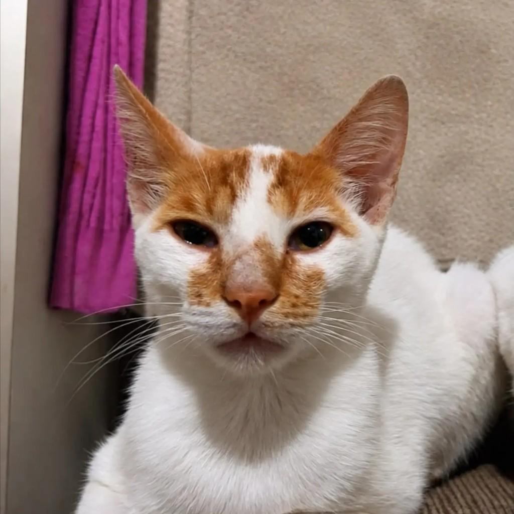 Valquiria, gata de porte médio para adoção em Torres - RS