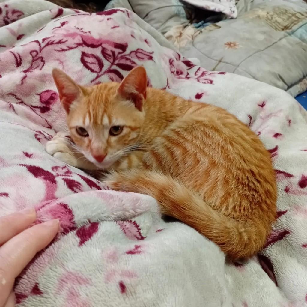Taisa, gato de porte pequeno para adoção em Torres - RS
