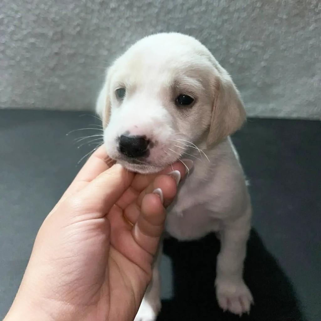 Alisson, cachorro de porte pequeno para adoção em Torres - RS