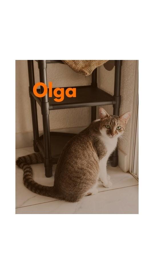Olga, gato de porte médio para adoção em São Paulo - SP