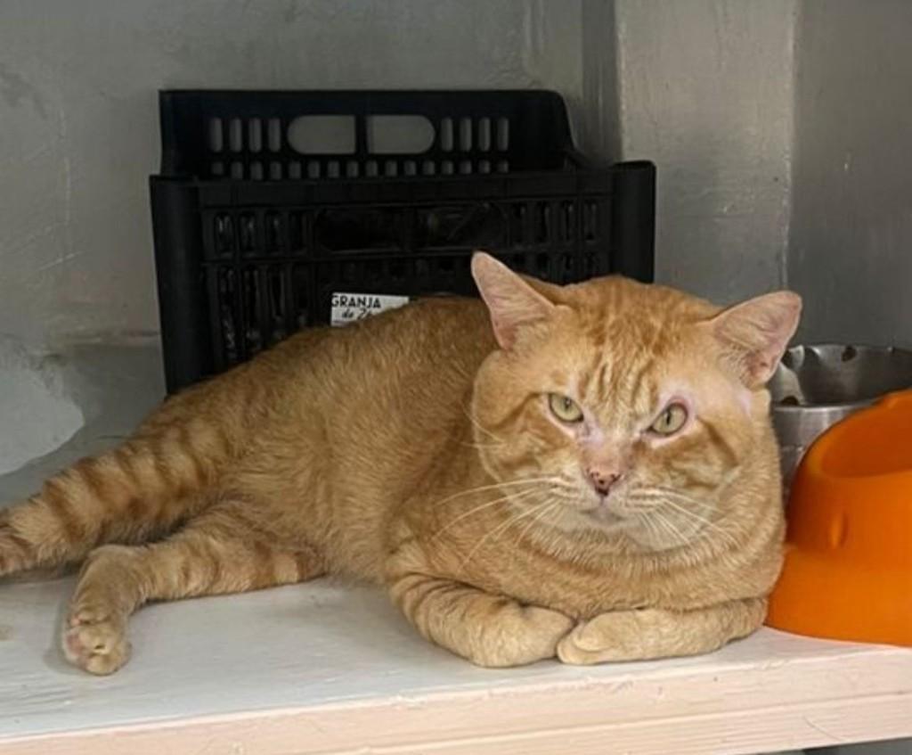 Caramelo, gata de porte médio para adoção em São Paulo - SP