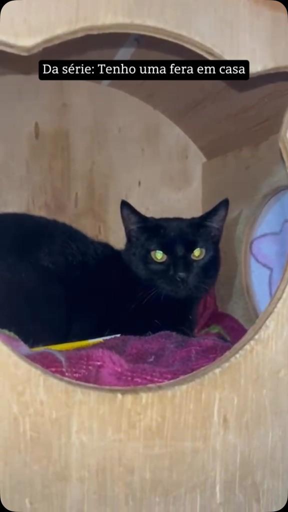 Gatopretoétudodebom, gato de porte pequeno para adoção em São Paulo - SP