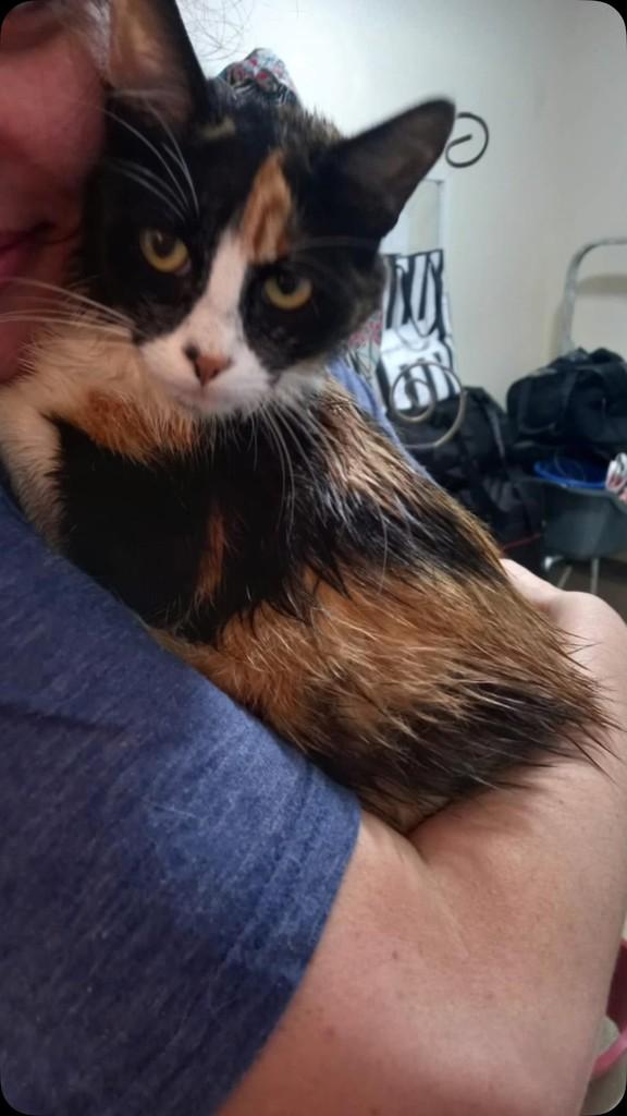 Madalena, gato para adoção em São Paulo - SP