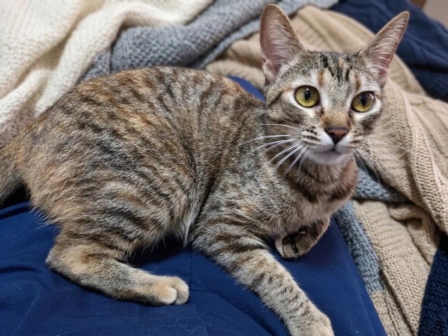 Mariê, gato de porte pequeno para adoção em São Paulo - SP