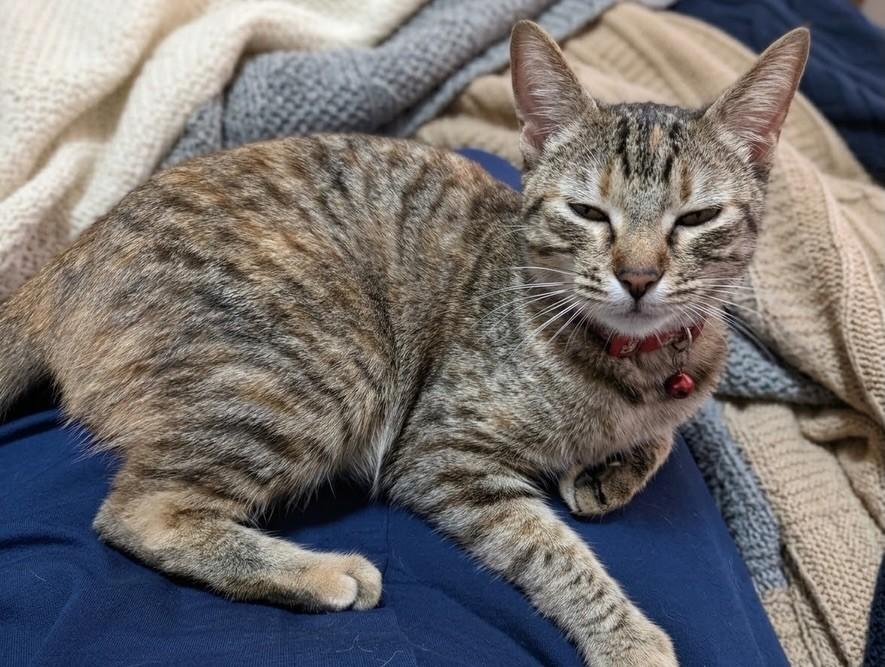 Mariê, gato de porte pequeno para adoção em São Paulo - SP — foto 2 de 4
