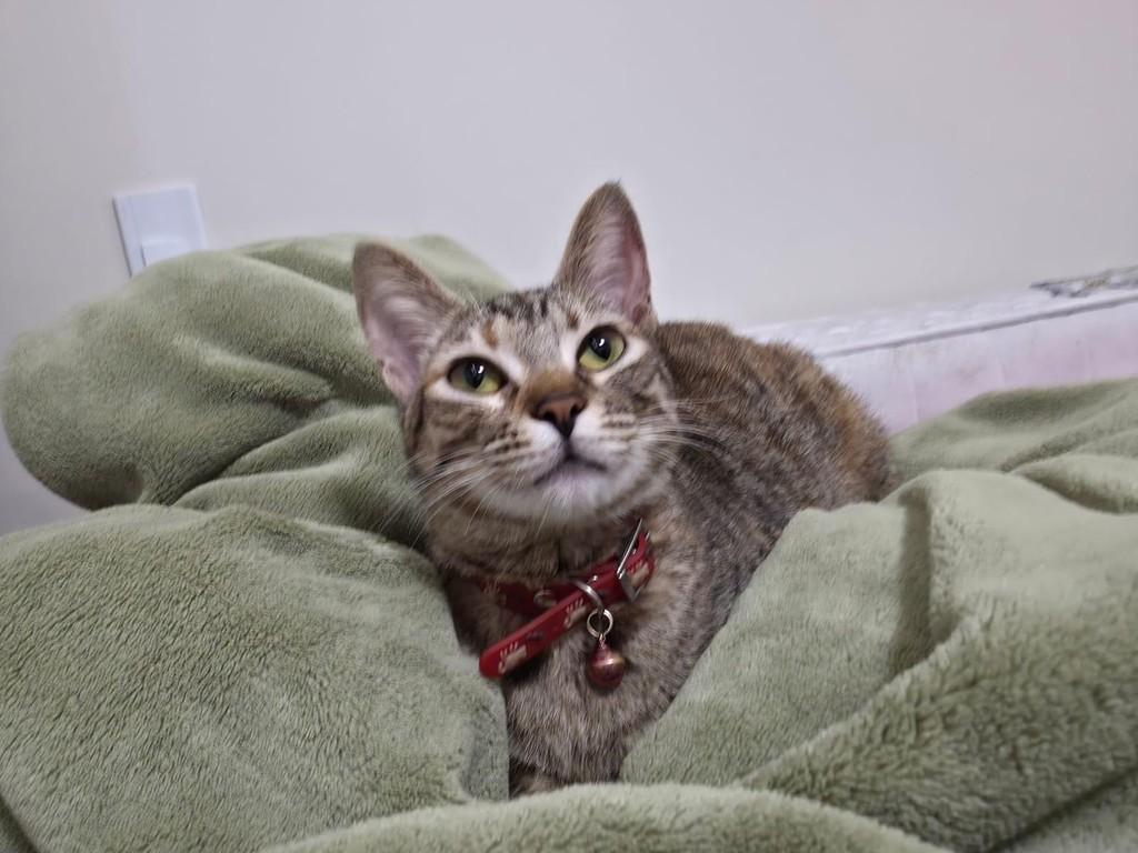 Mariê, gato de porte pequeno para adoção em São Paulo - SP — foto 3 de 4