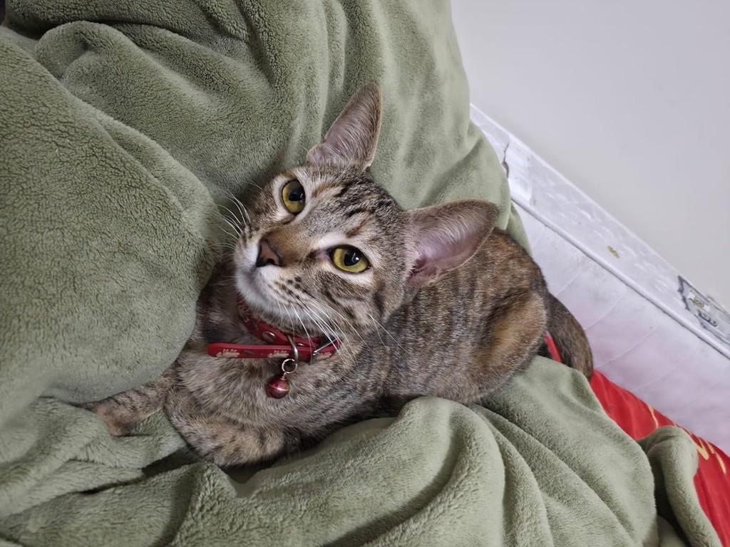 Mariê, gato de porte pequeno para adoção em São Paulo - SP — foto 4 de 4