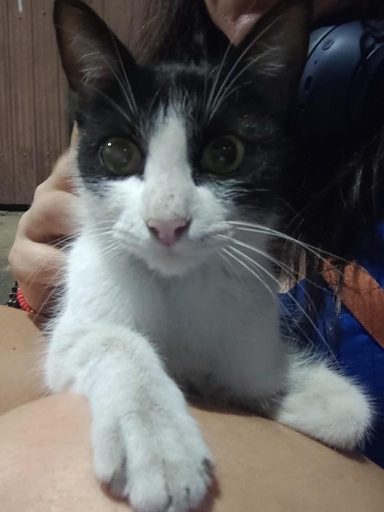 Preciosa, gato de porte pequeno para adoção em São Paulo - SP