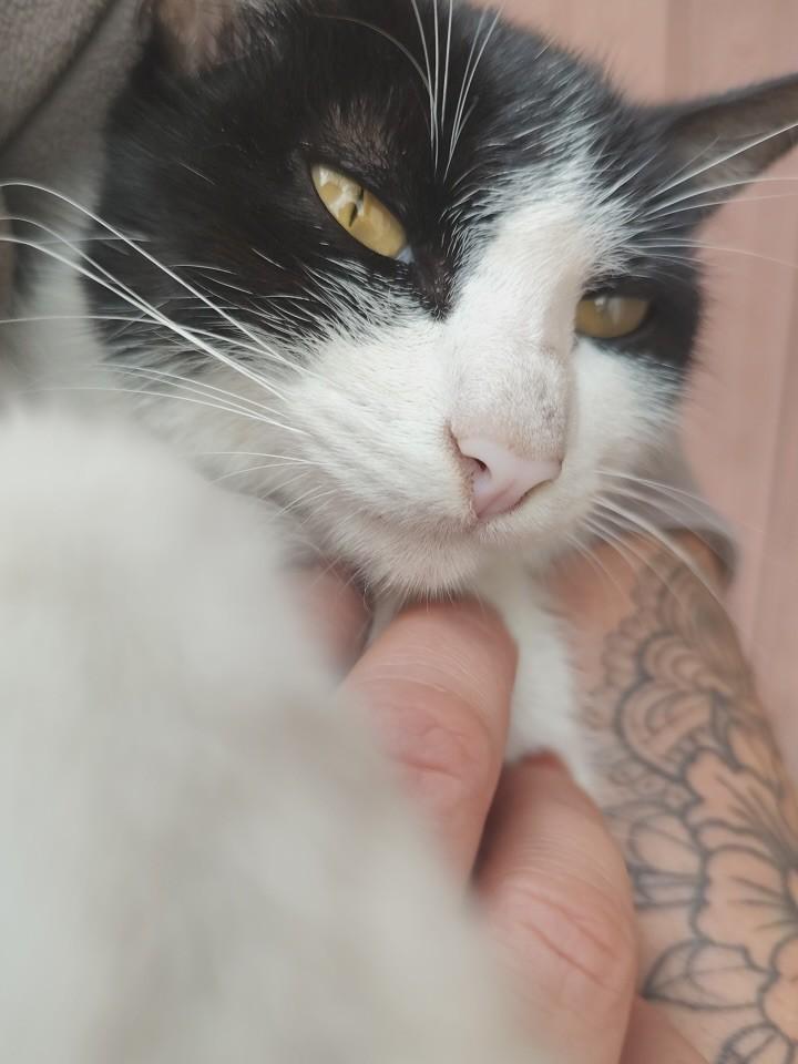Preciosa, gato de porte pequeno para adoção em São Paulo - SP — foto 2 de 3