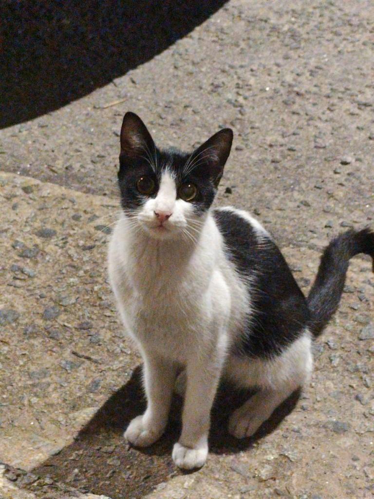Preciosa, gato de porte pequeno para adoção em São Paulo - SP — foto 3 de 3