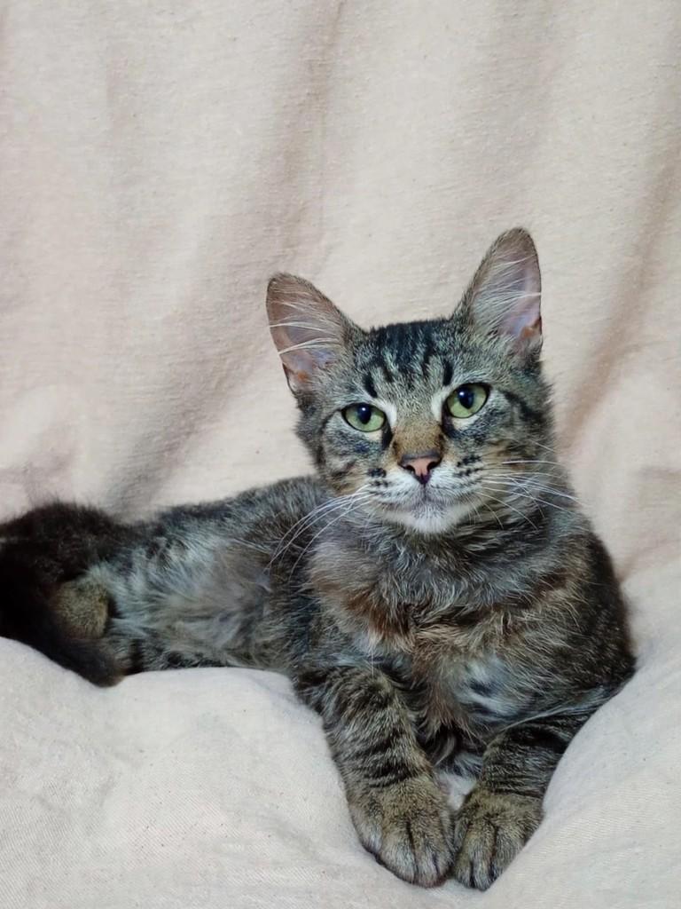 Bino, gato de porte pequeno para adoção em São Paulo - SP