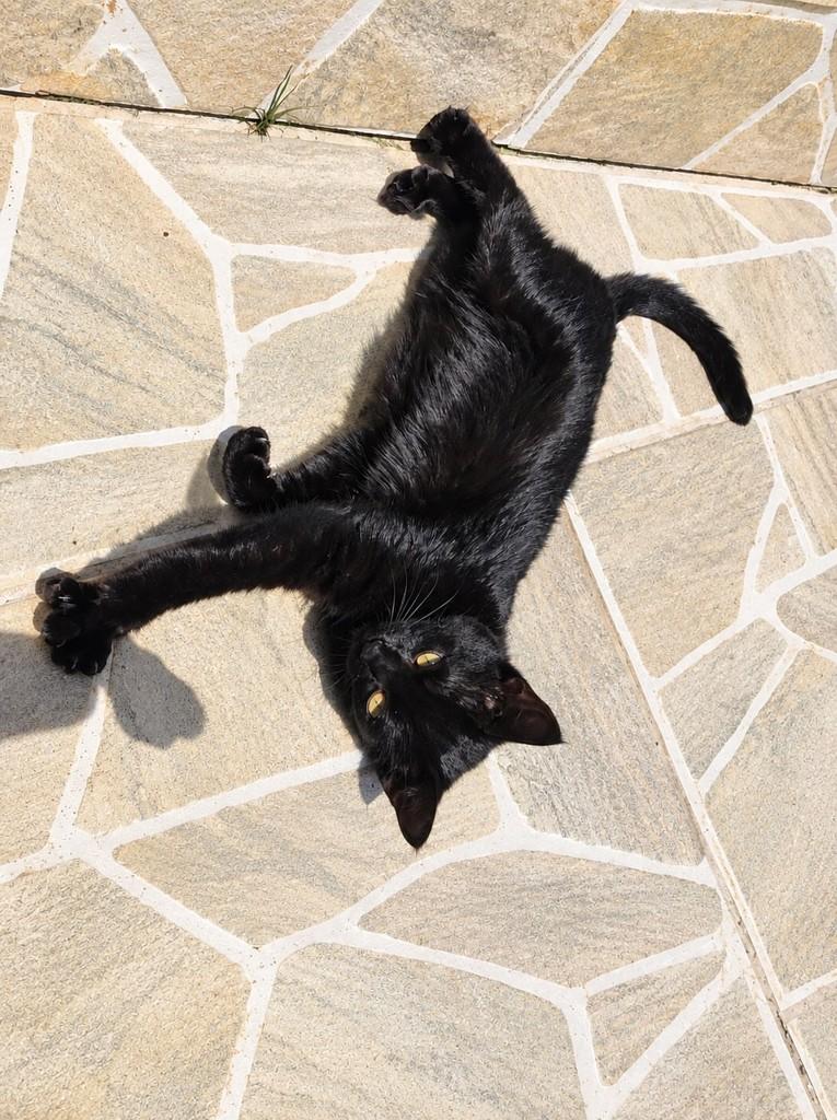 Jojo, gato de porte pequeno para adoção em São Paulo - SP — foto 2 de 2