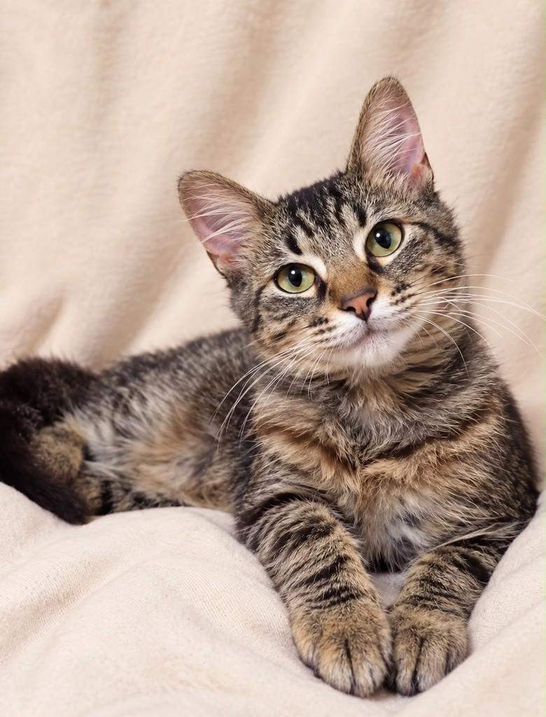 Bruninha, gata de porte pequeno para adoção em São Paulo - SP